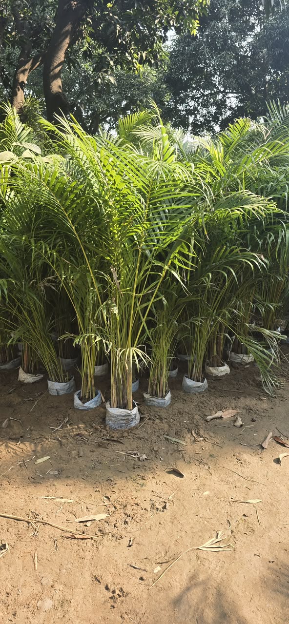 Areca Palm - MK Nursery