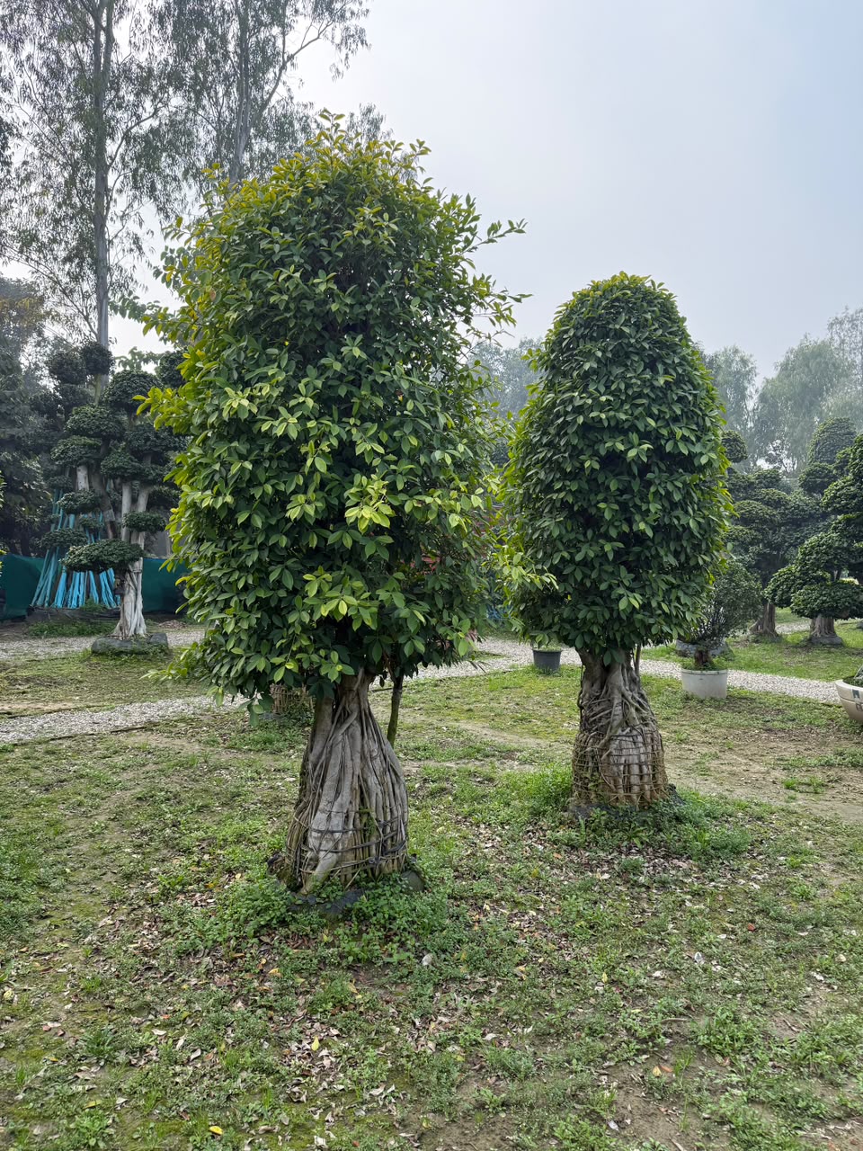 Areca Palm - MK Nursery