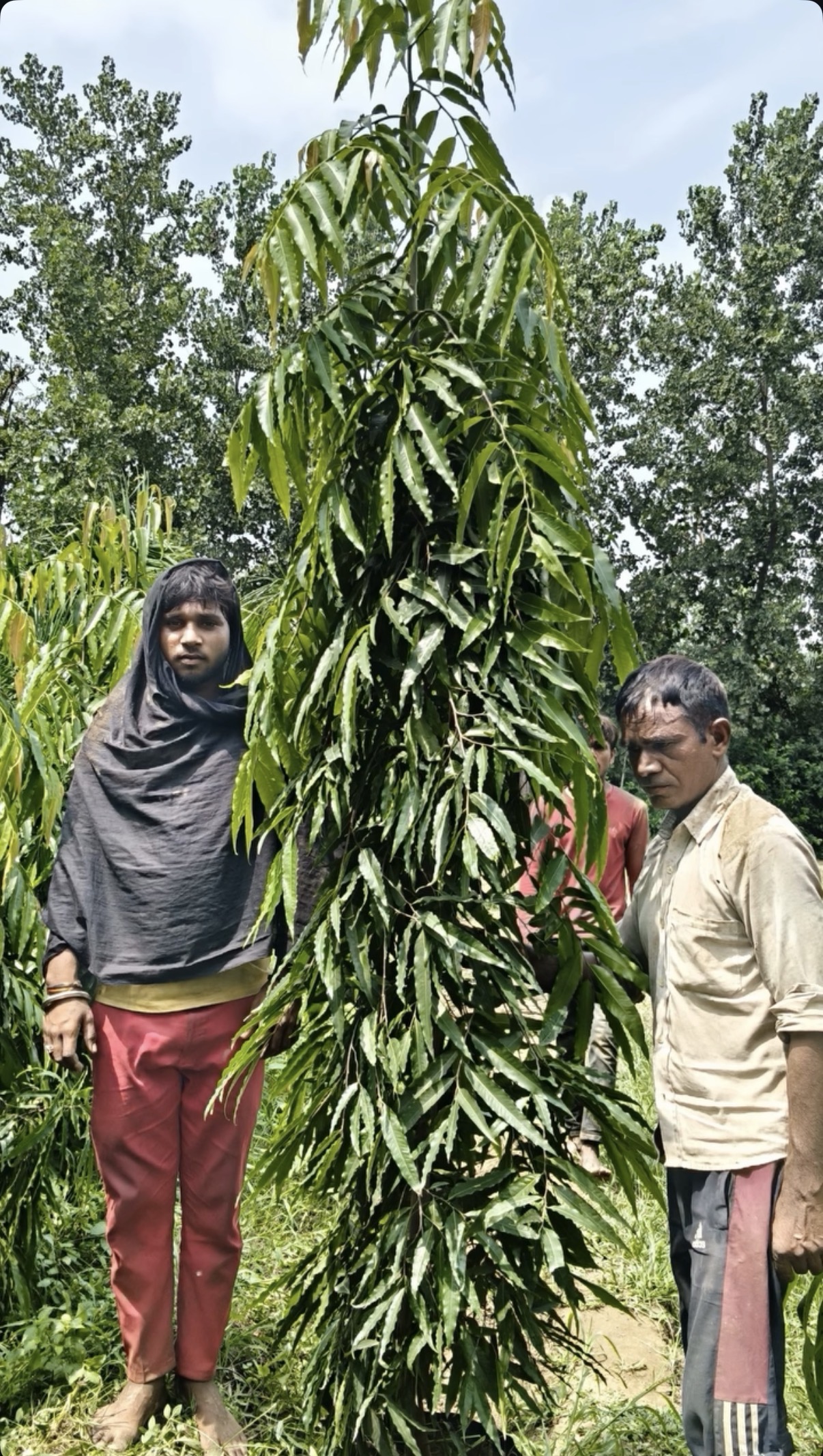 Ashok pendula