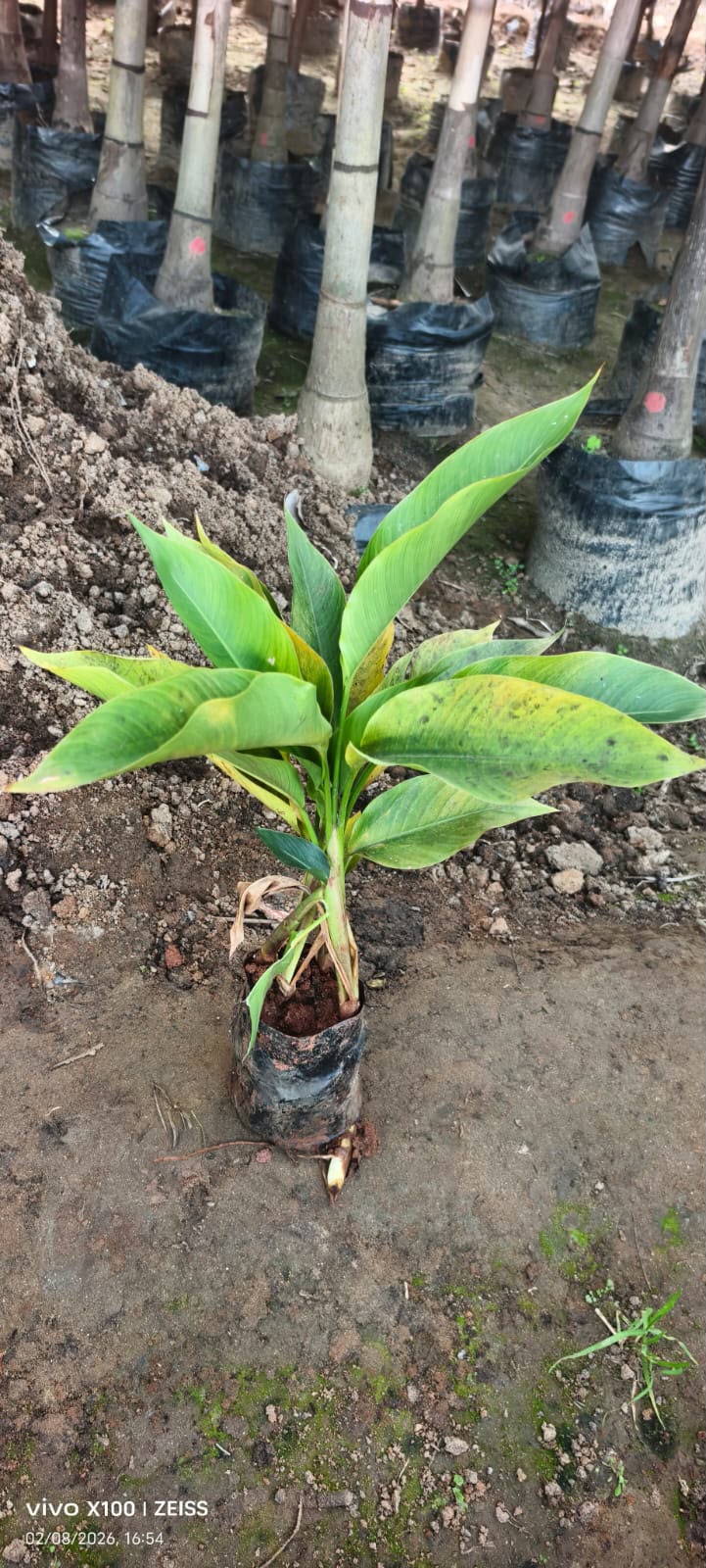 Avenue Tree - MK Nursery