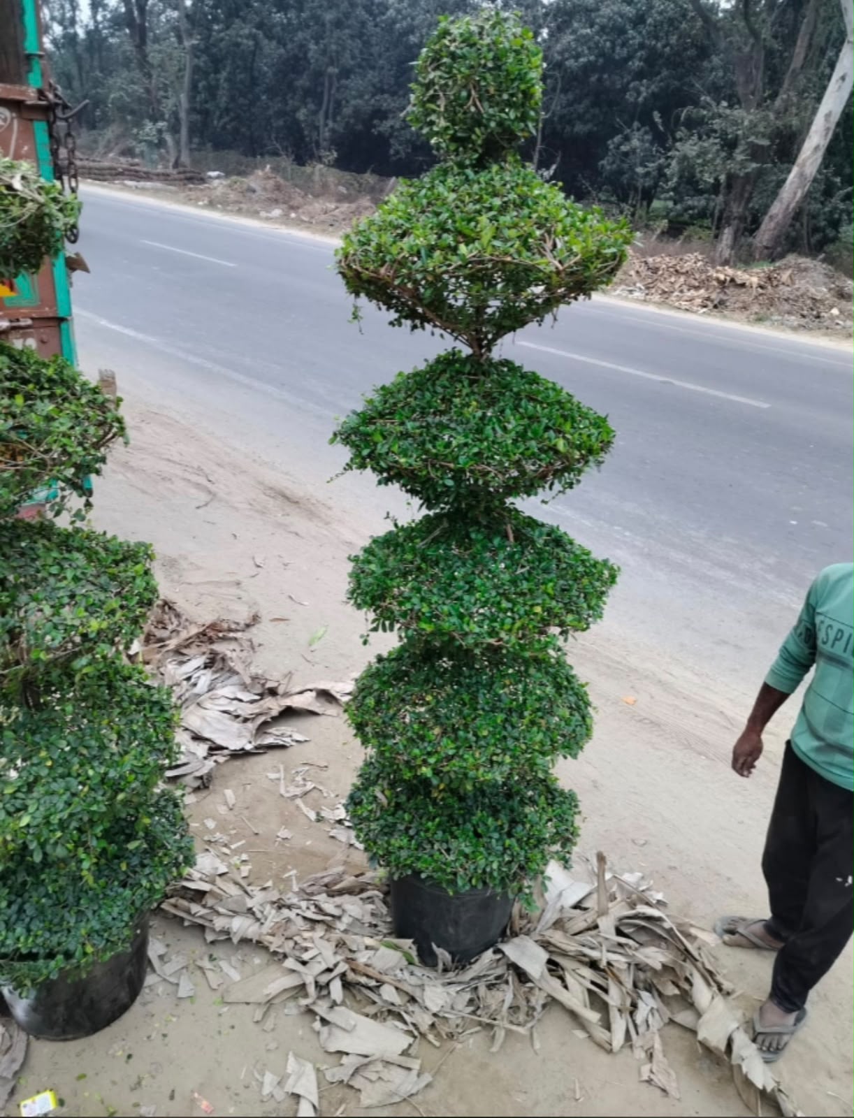 Conifer Plant - MK Nursery