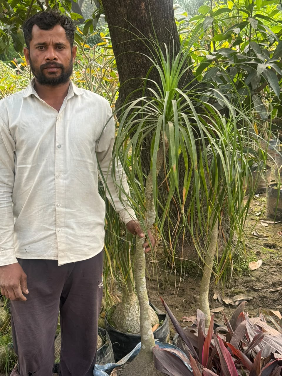Date Palm - MK Nursery
