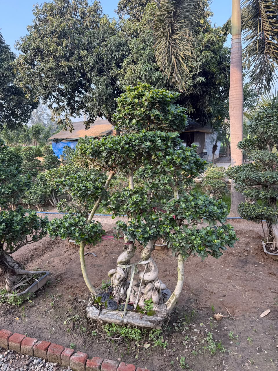 Fan Palm - MK Nursery