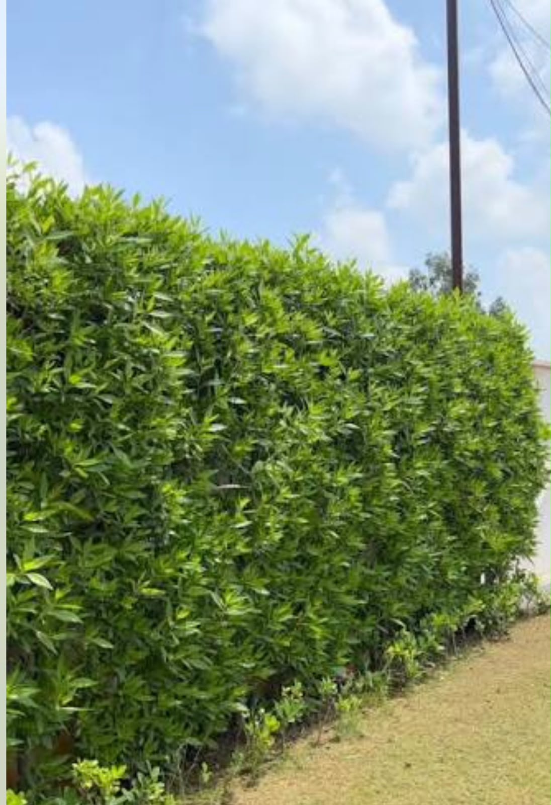 Formal Hedge - MK Nursery