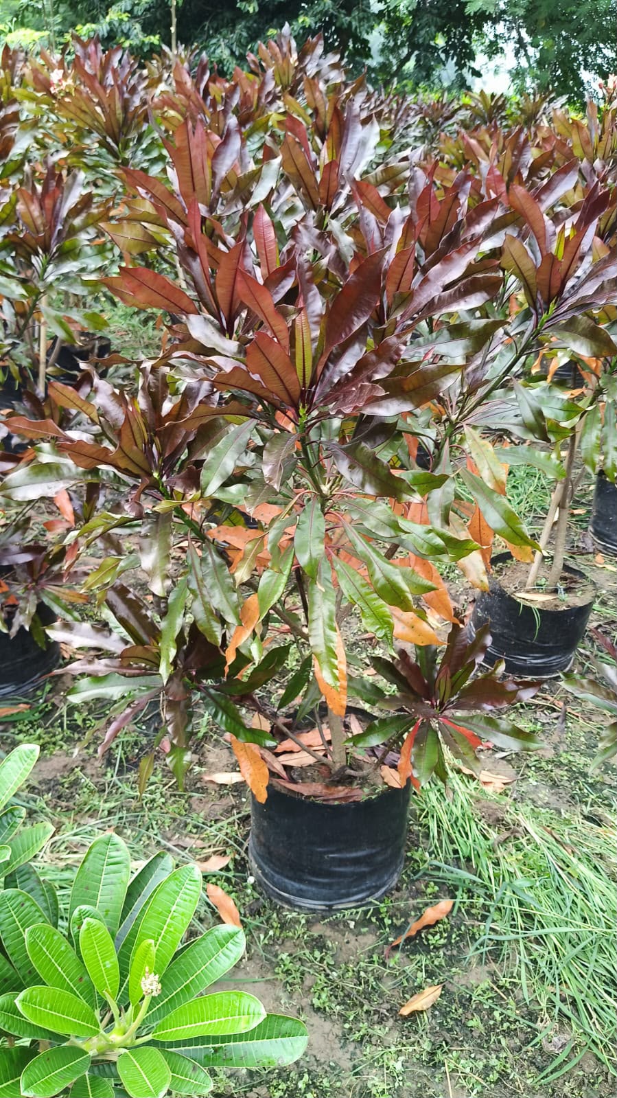 Mature Tree - MK Nursery