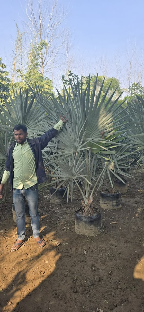 Mature Tree - MK Nursery