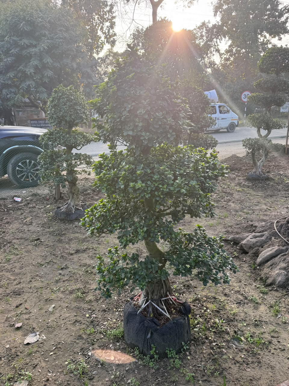 Mature Tree - MK Nursery