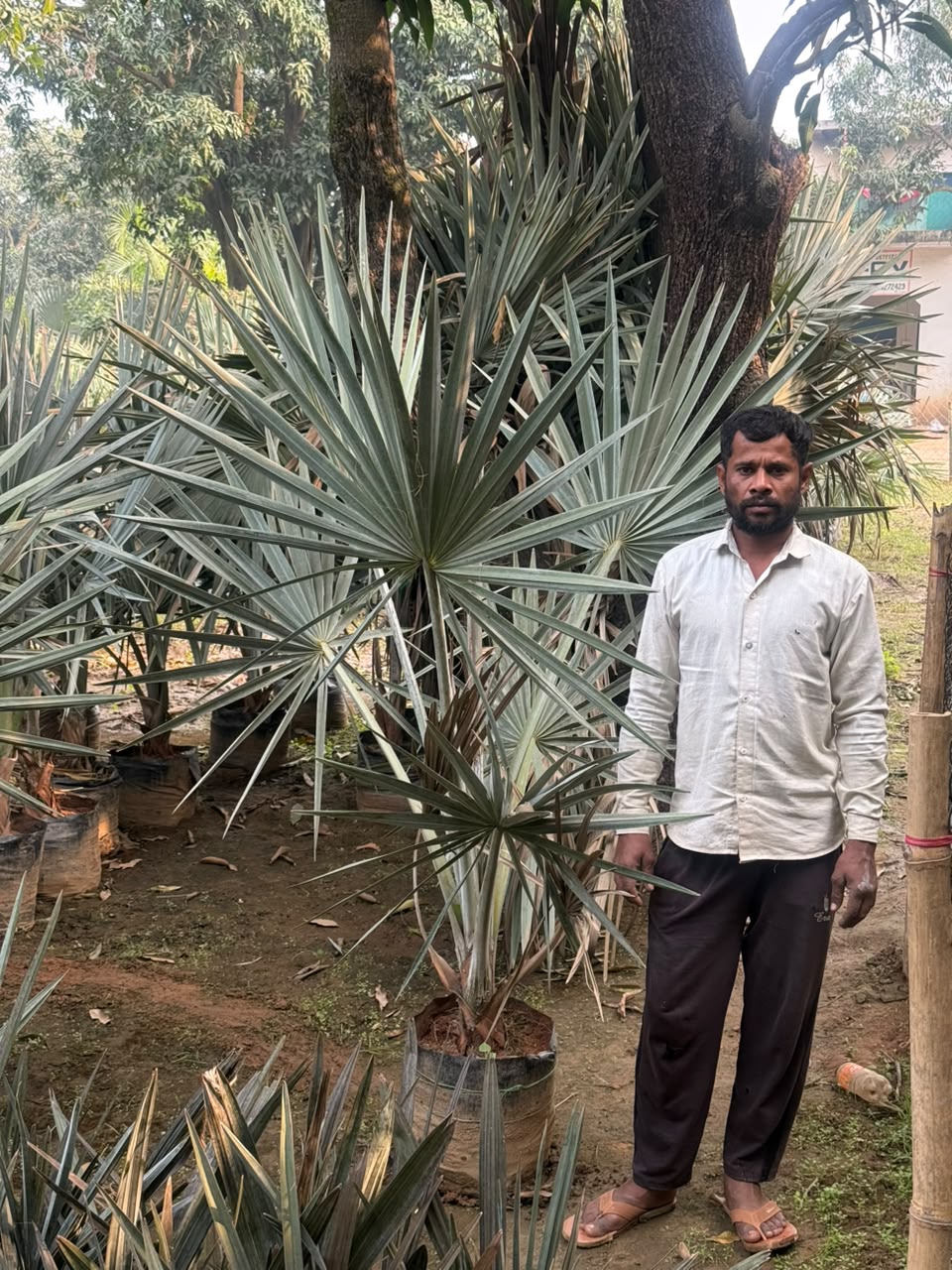 Mature Tree - MK Nursery