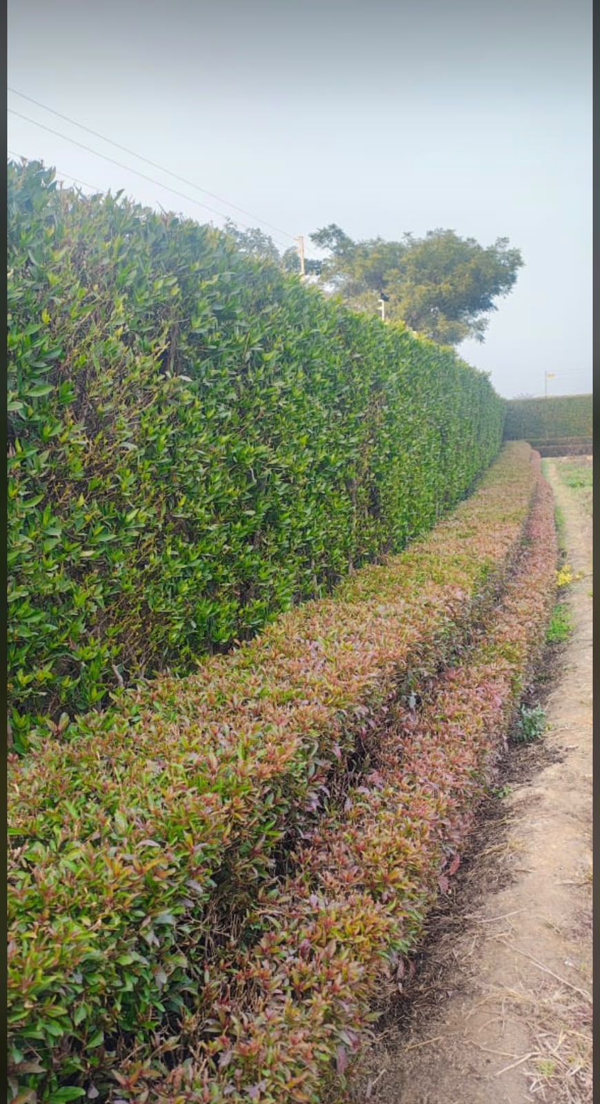 Nursery Stock - MK Nursery