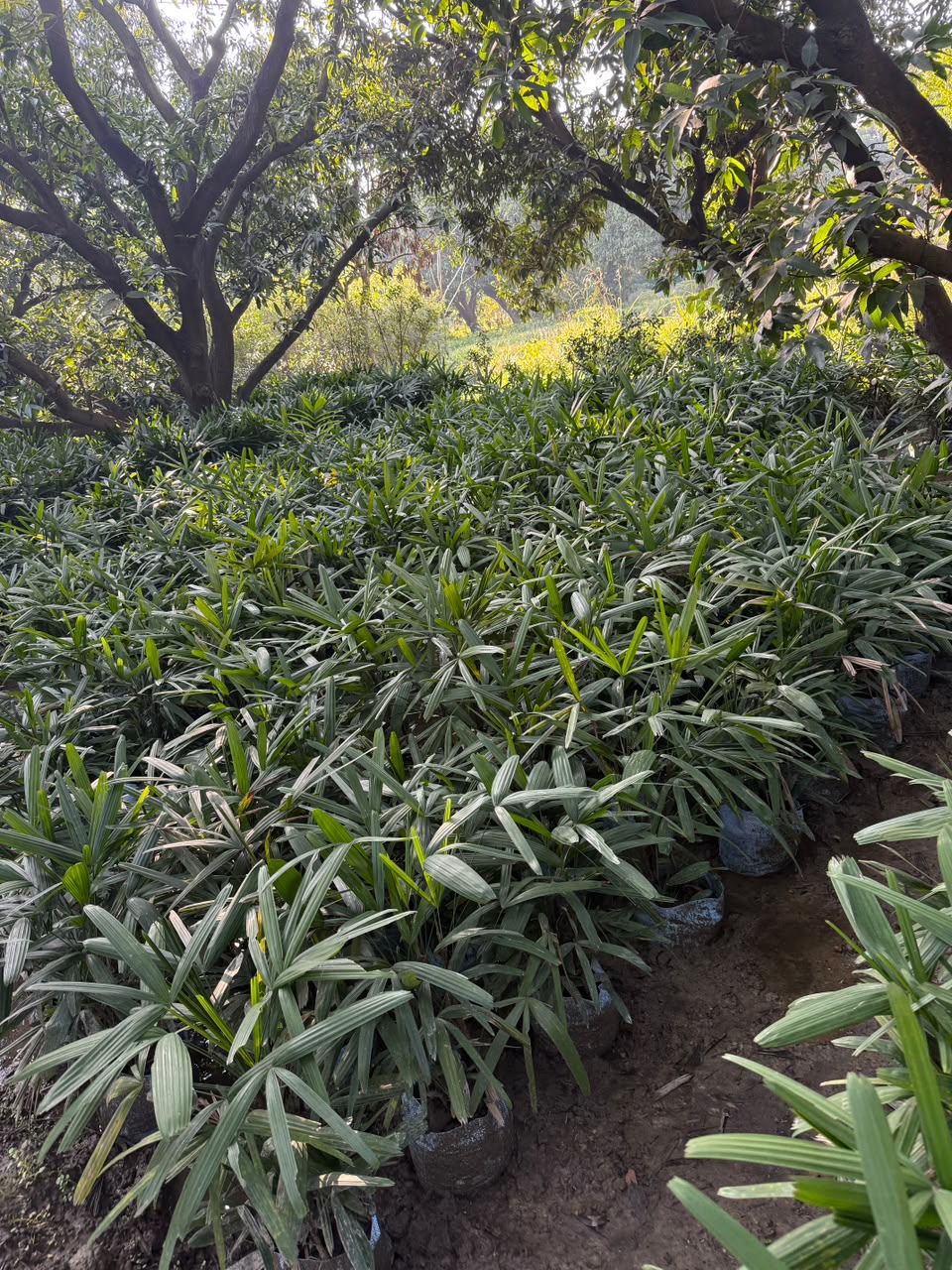 Ornamental Foliage - MK Nursery