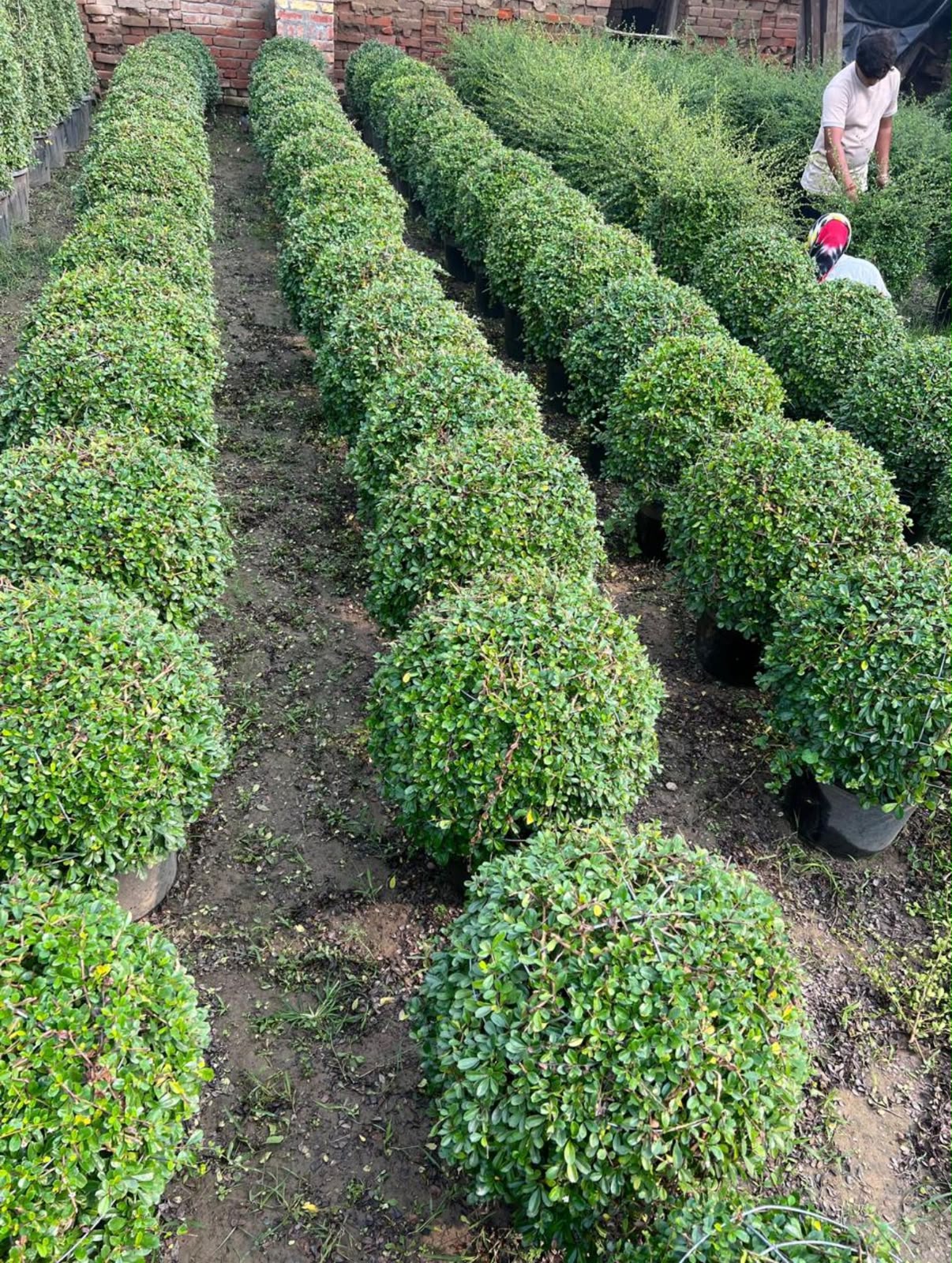 Ornamental Foliage - MK Nursery
