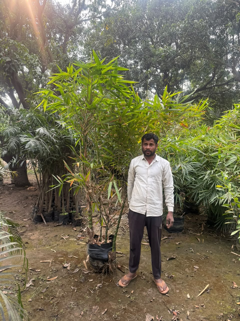 Ornamental Foliage - MK Nursery