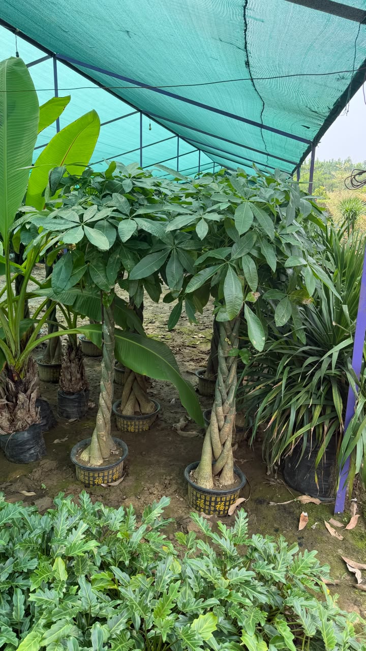 Ornamental Palm - MK Nursery