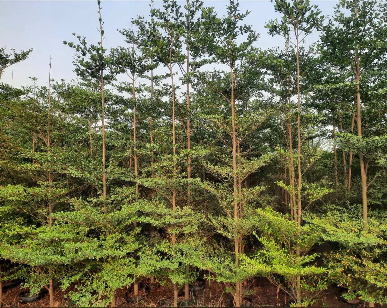 Ornamental Palm - MK Nursery