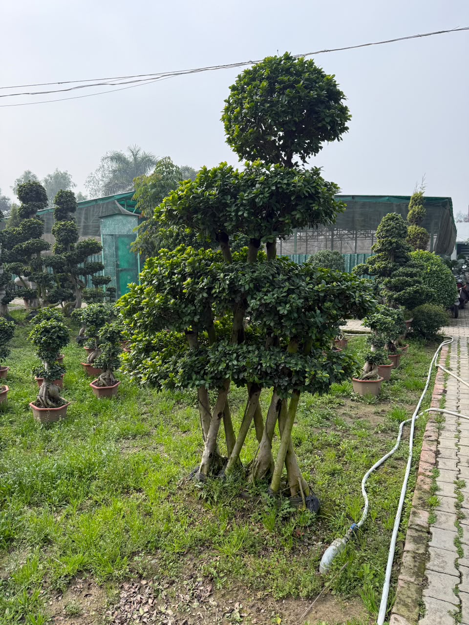 Ornamental Palm - MK Nursery