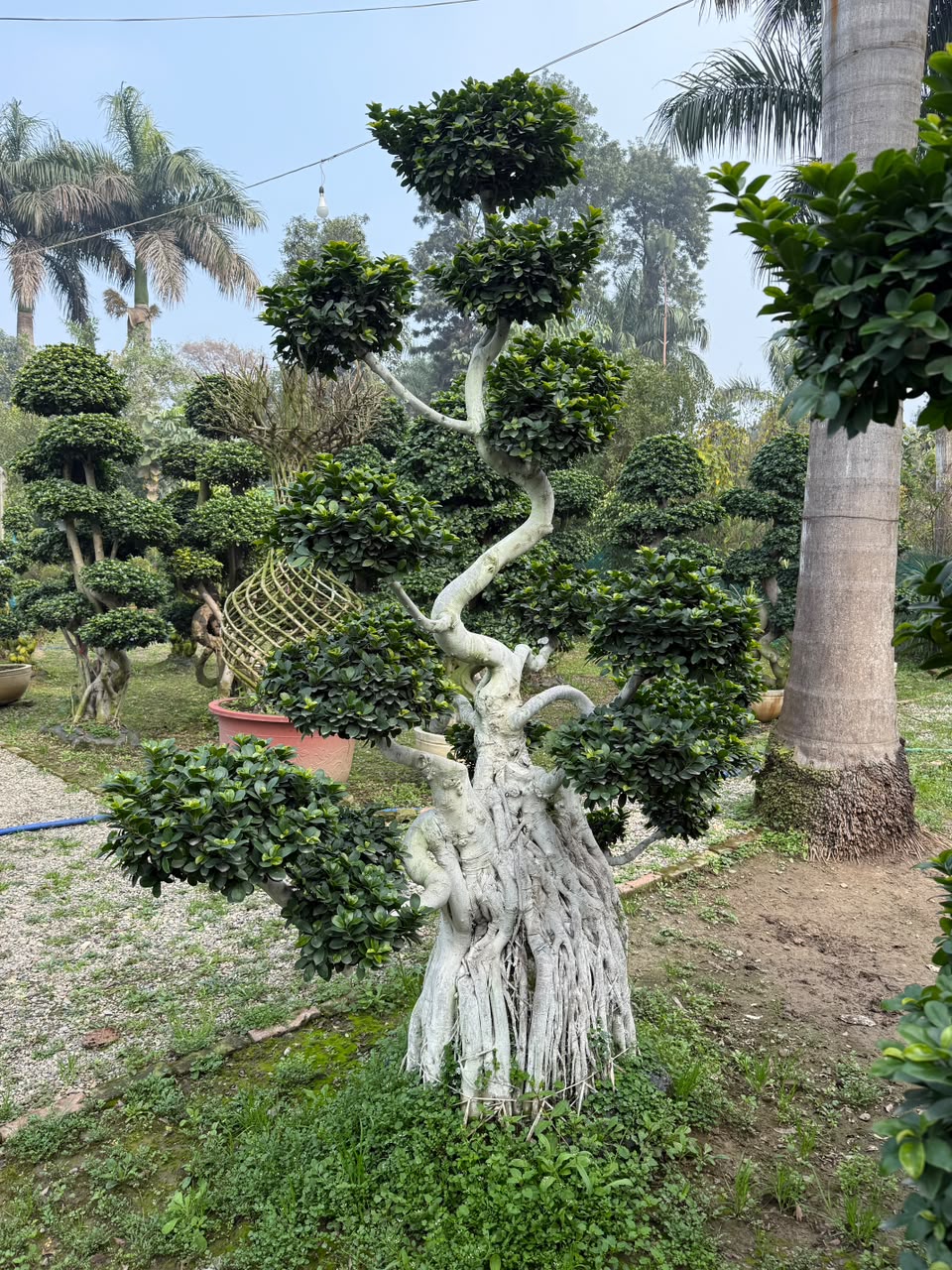 Ornamental Shrub - MK Nursery
