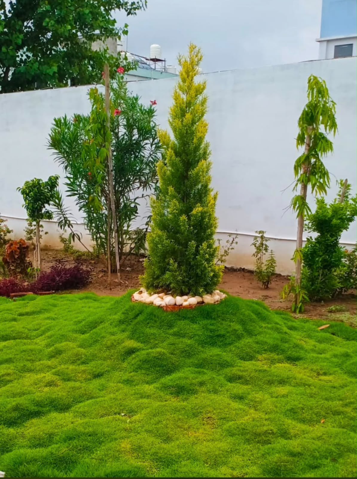 Ornamental Shrub - MK Nursery