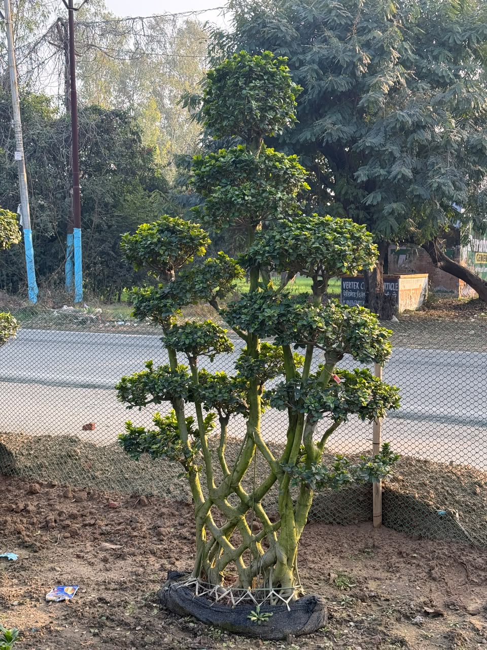 Ornamental Tree - MK Nursery