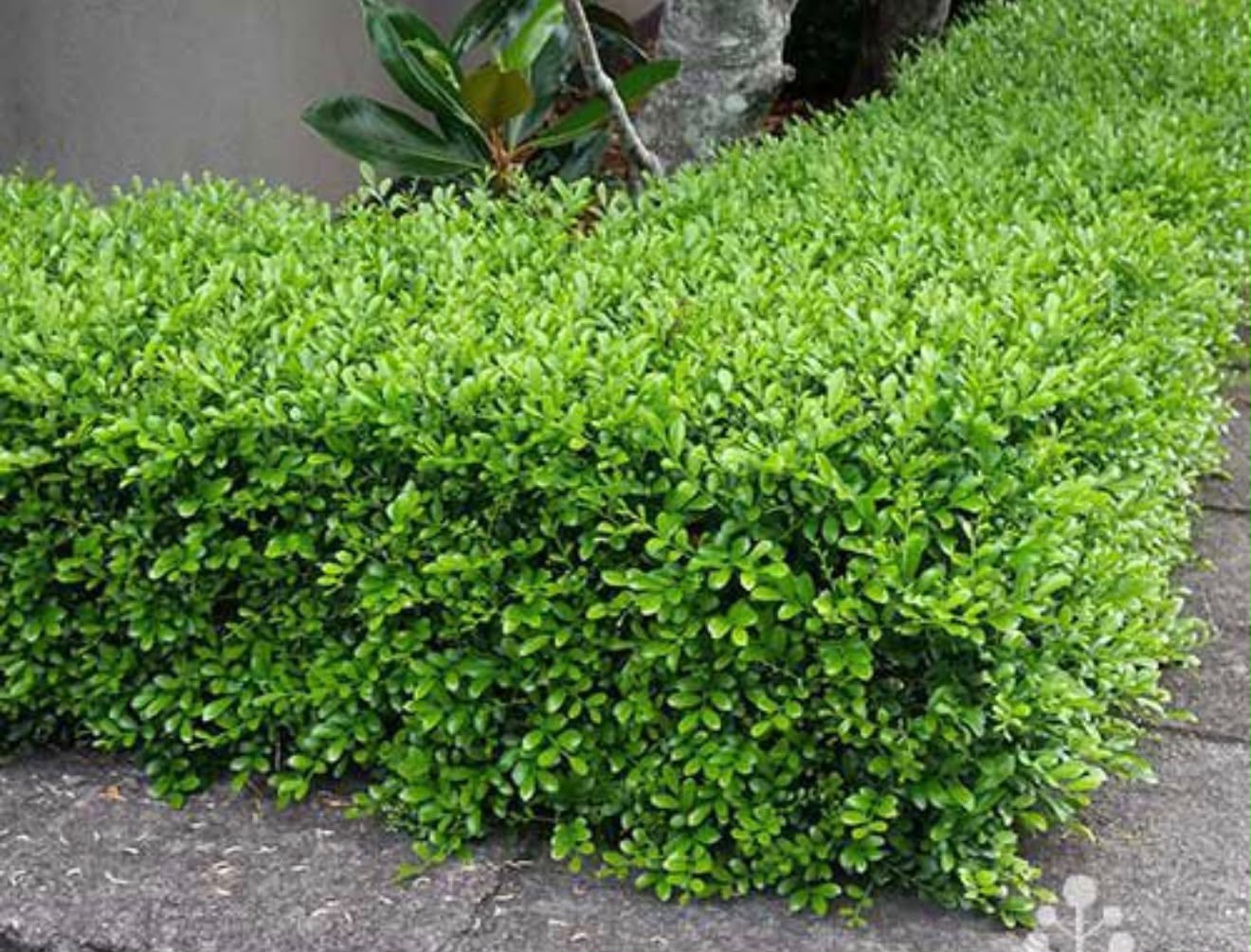 Ornamental Tree - MK Nursery