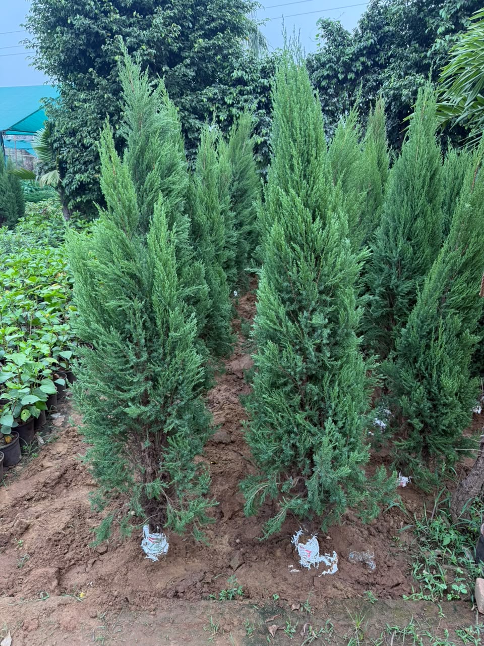 Potted Topiary - MK Nursery