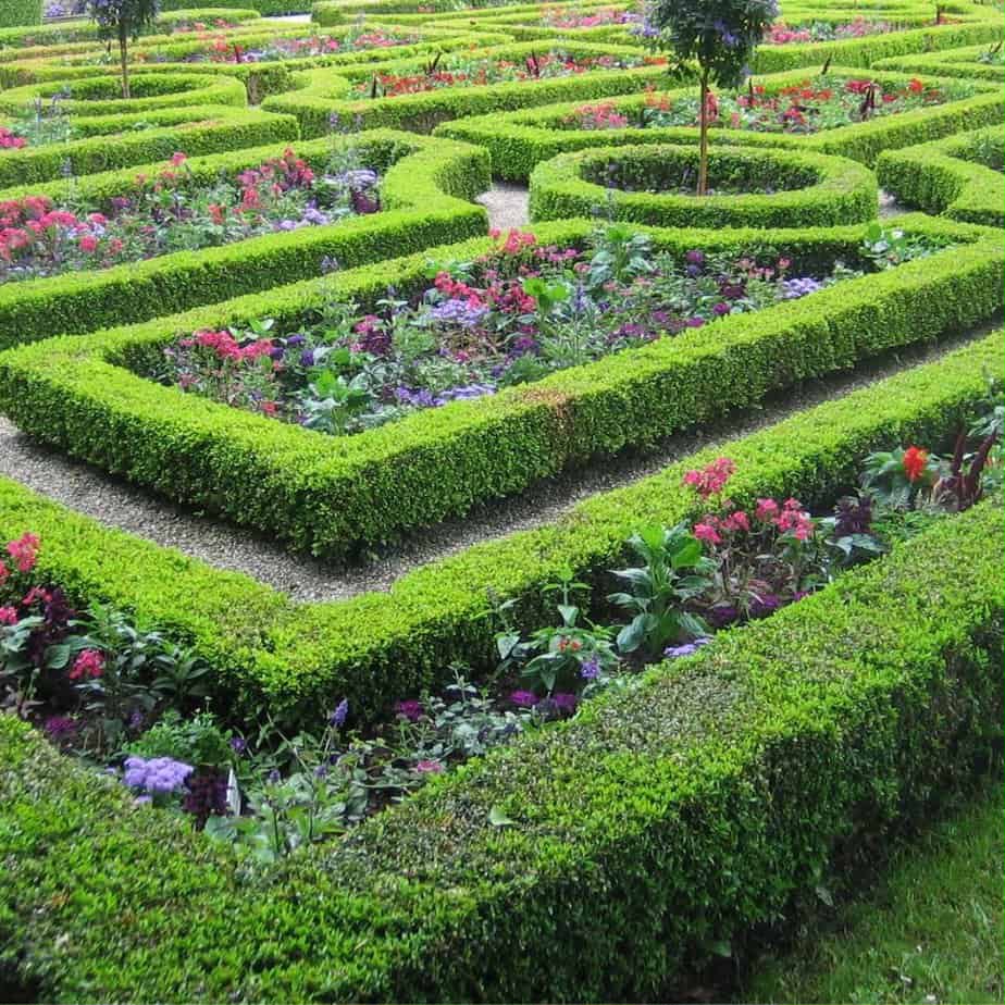 Potted Topiary - MK Nursery