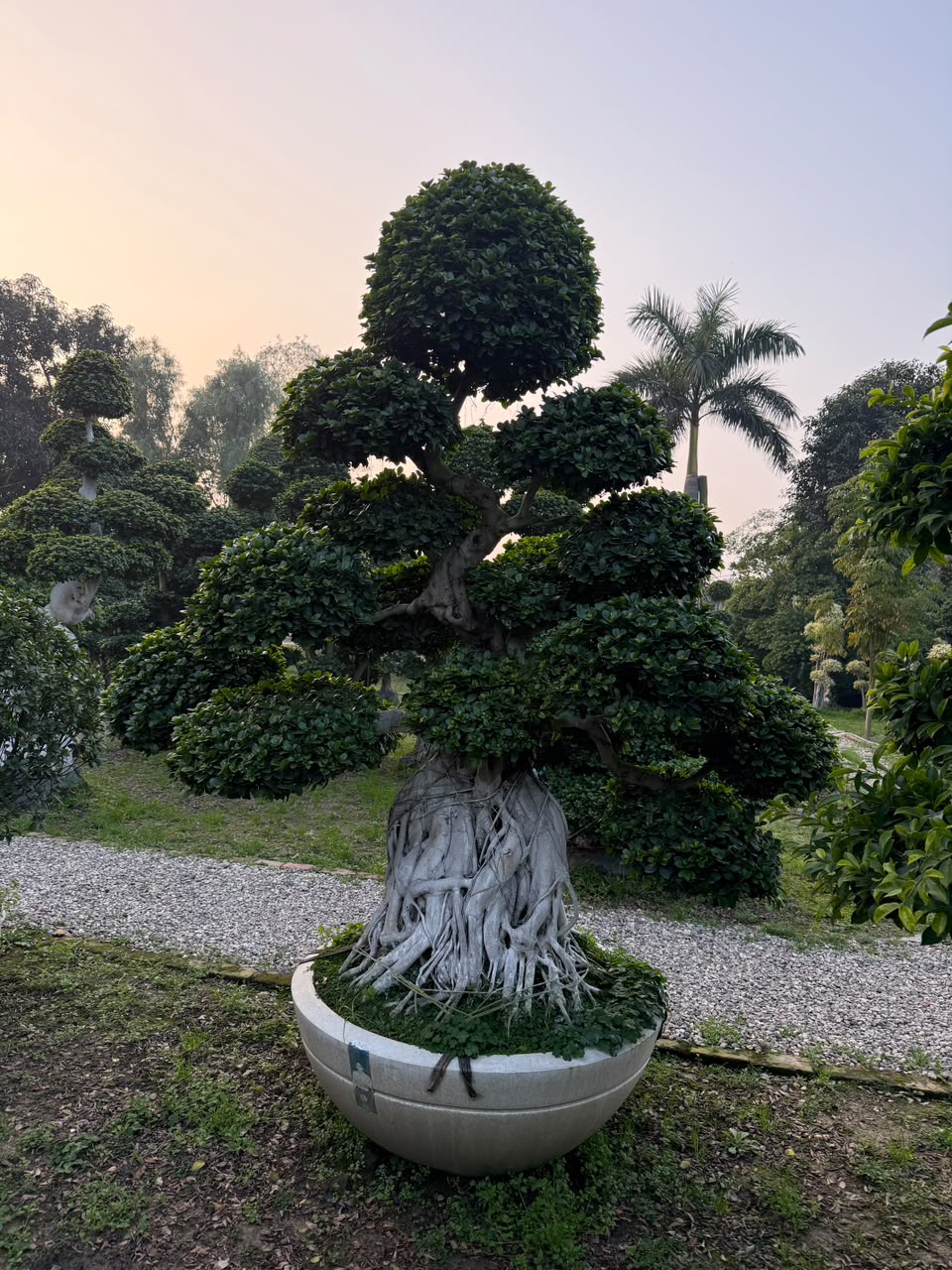 Potted Topiary - MK Nursery