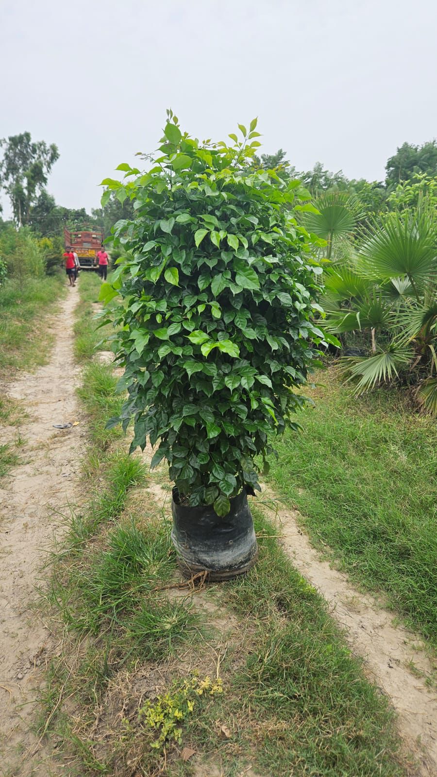 Redmachira