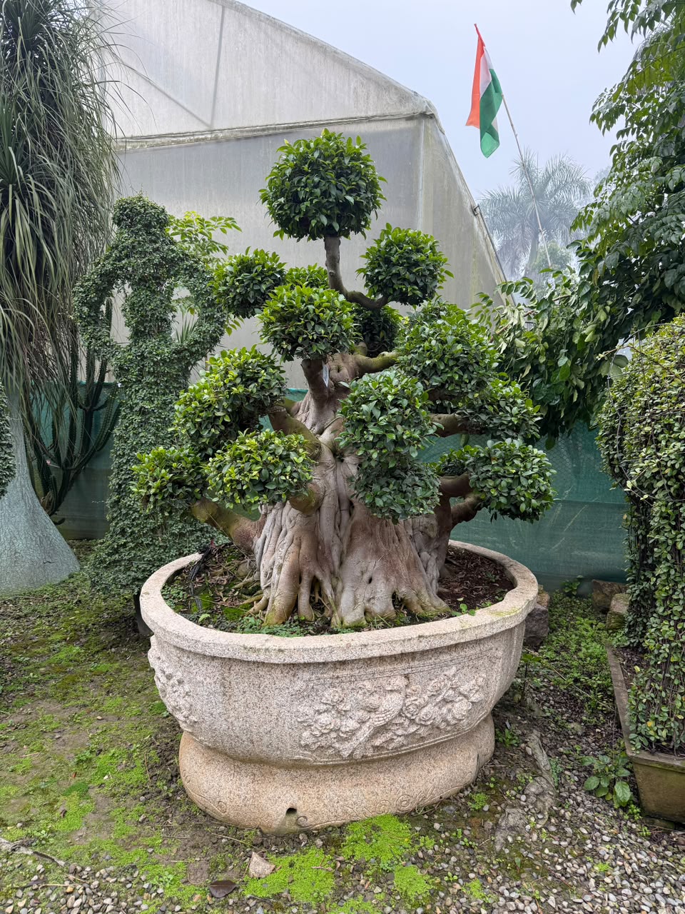 Spiral Topiary - MK Nursery
