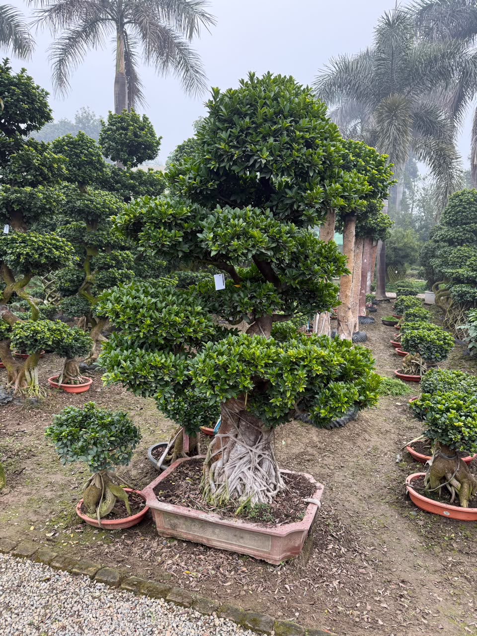 Topiary Nursery - MK Nursery