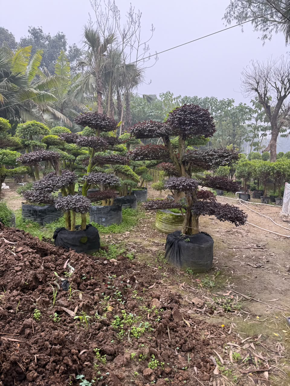 Topiary Shrub - MK Nursery
