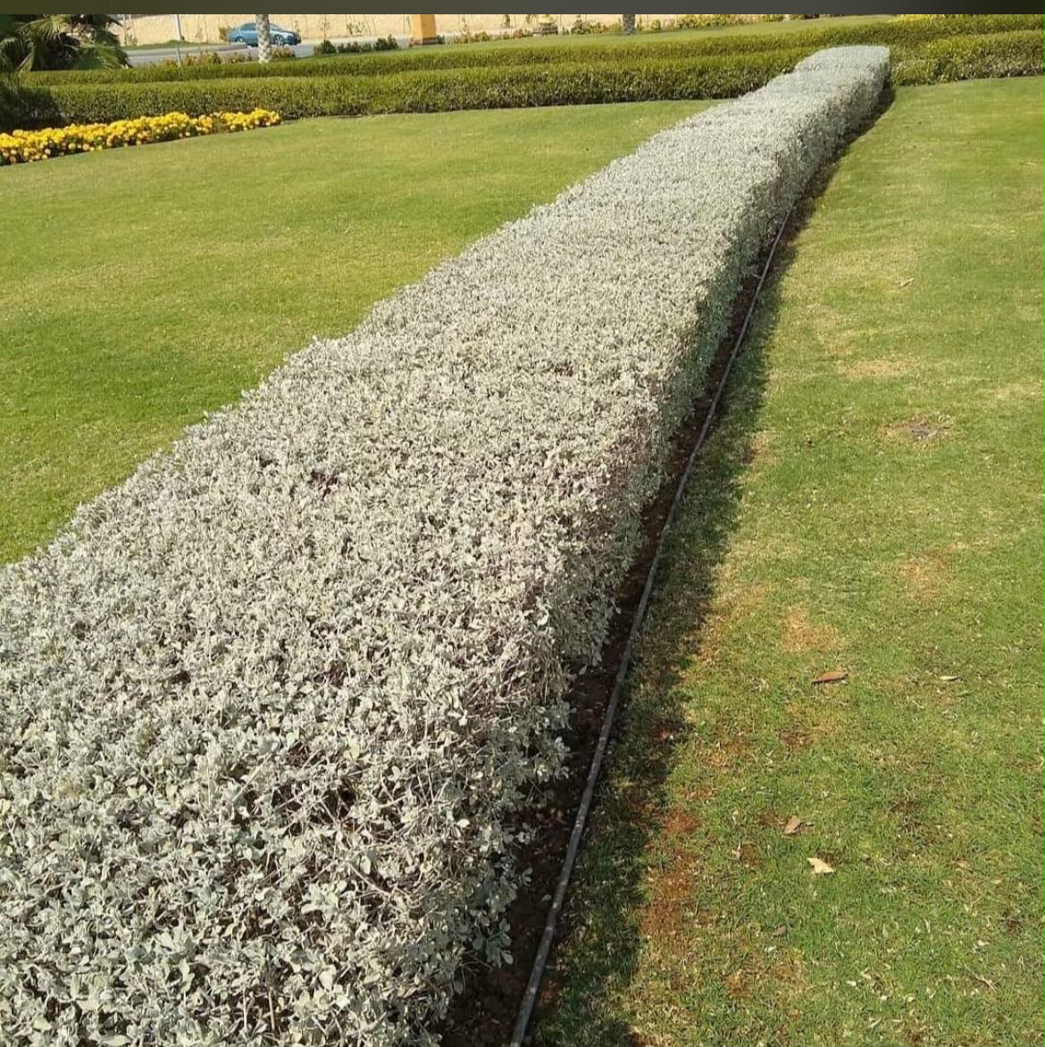 Topiary Tree - MK Nursery