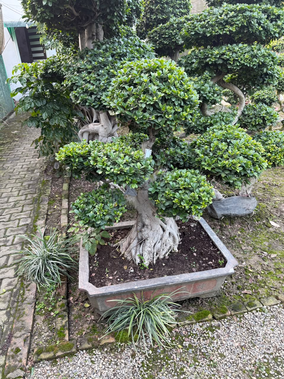 Topiary Tree - MK Nursery