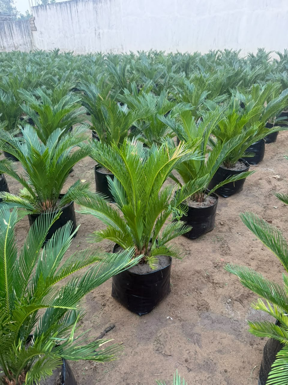 Topiary Tree - MK Nursery