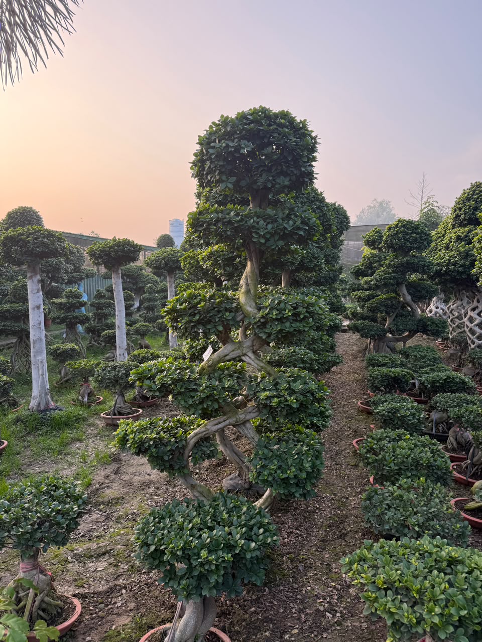 Topiary Tree - MK Nursery
