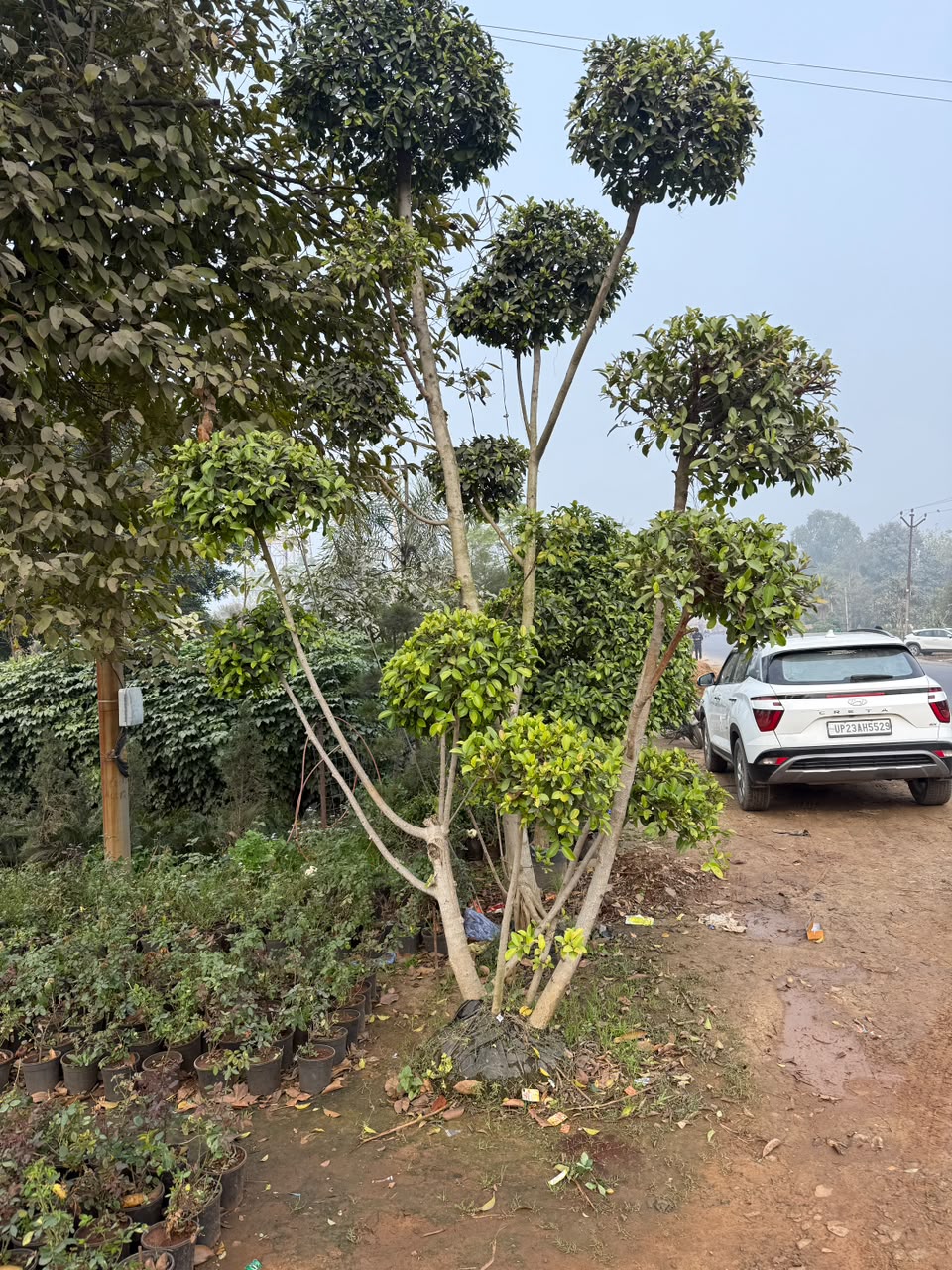 Topiary Tree - MK Nursery