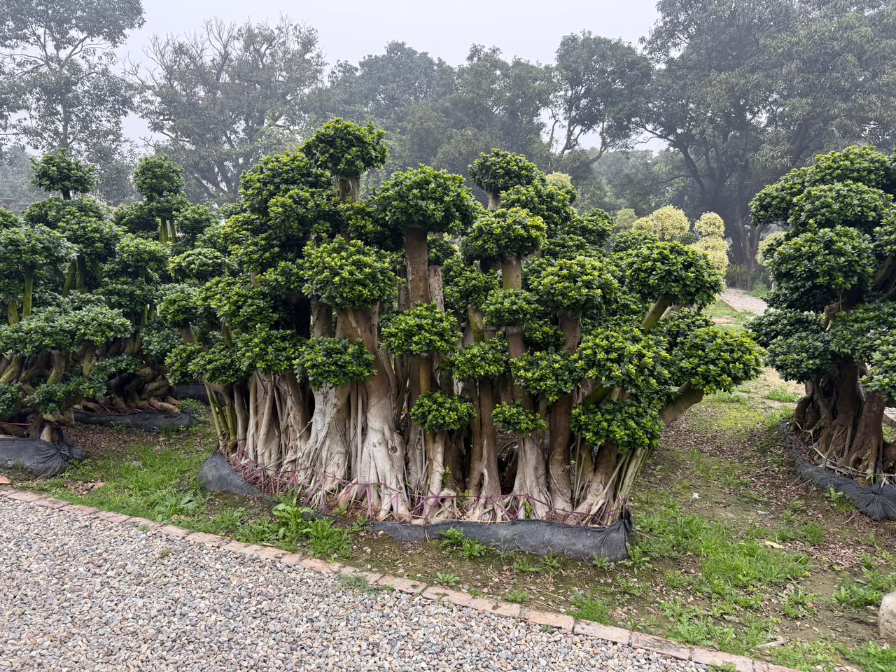 Topiary Tree - MK Nursery