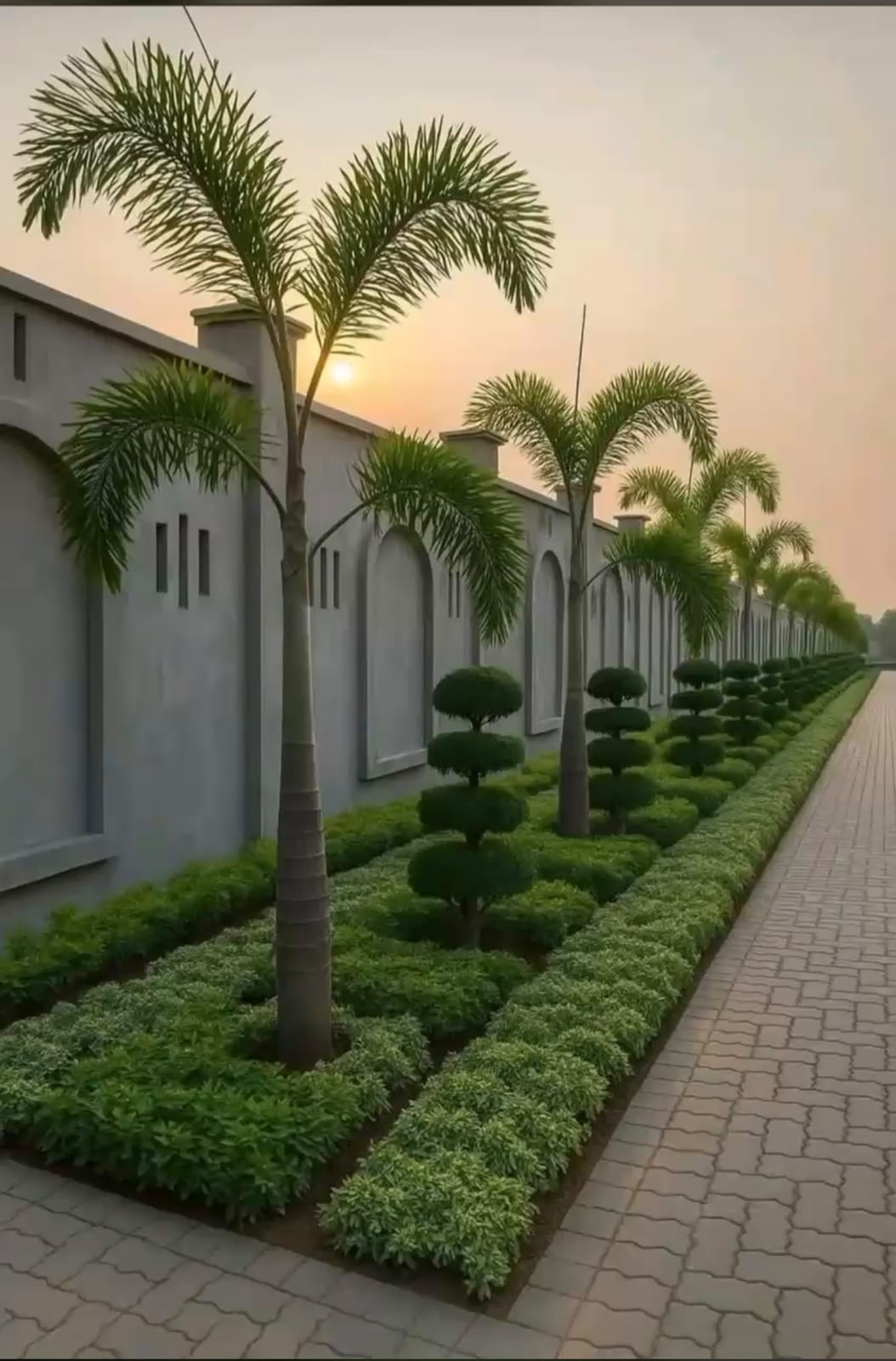 Tree Nursery Row - MK Nursery