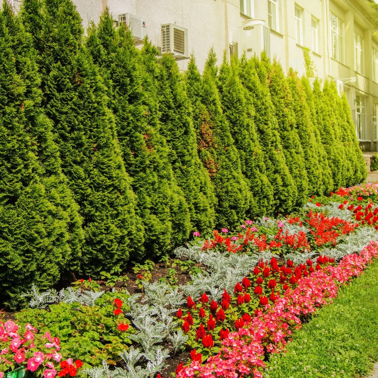 Tree Nursery Stock - MK Nursery