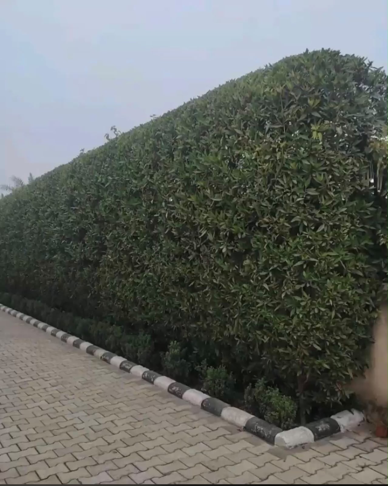 Tropical Landscape Plant - MK Nursery