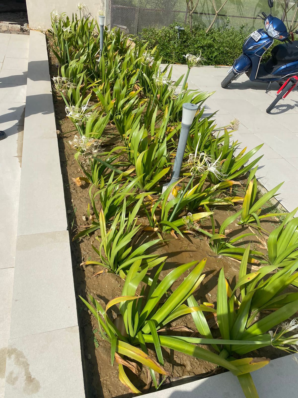 Young Palm - MK Nursery