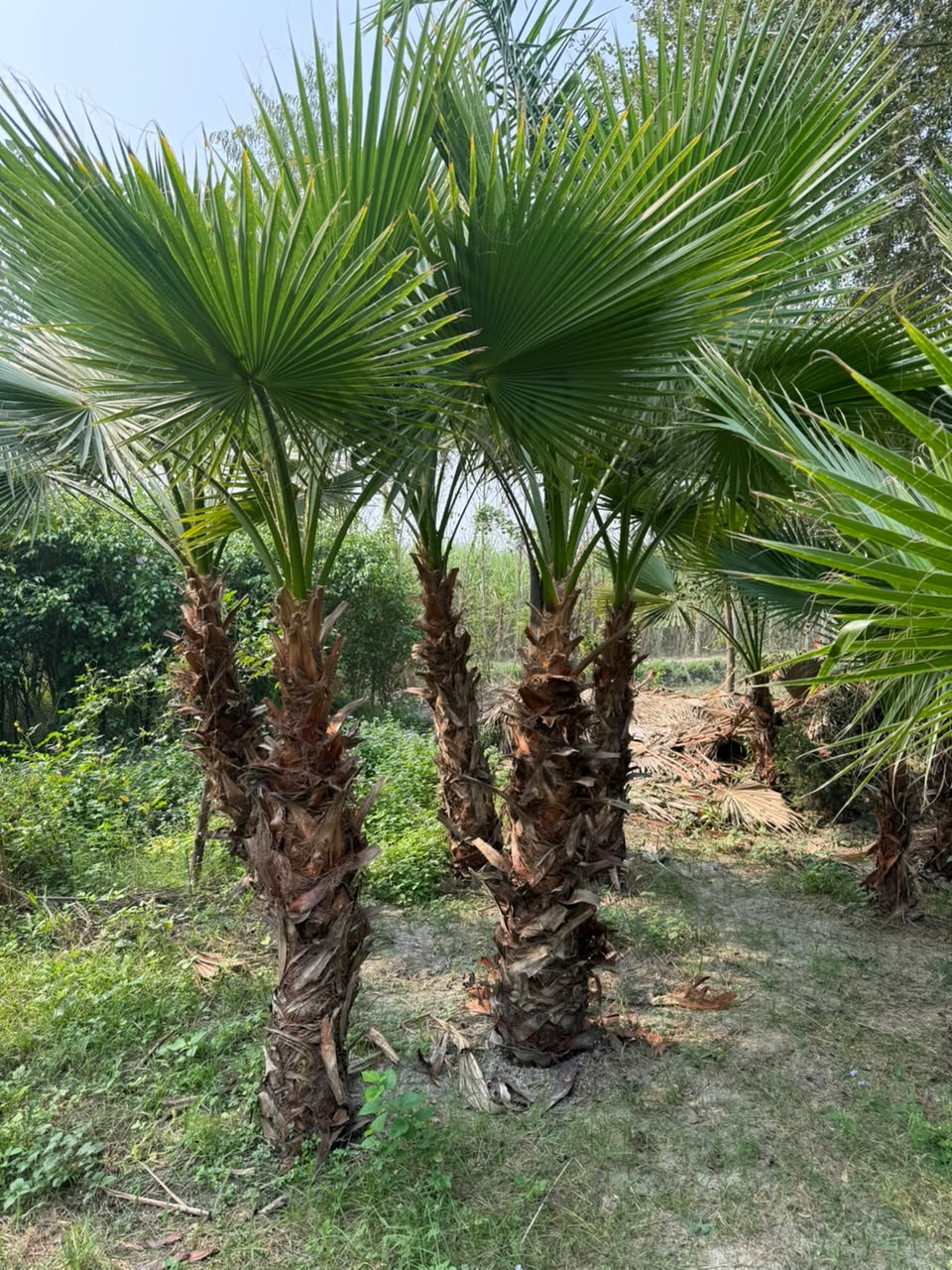 Young Palm - MK Nursery